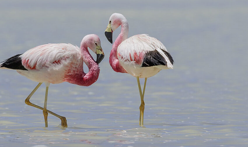 Andean flamingo