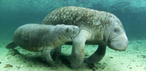 African manatee