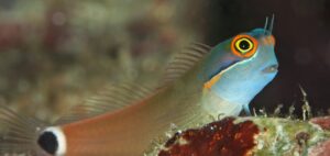blenny