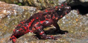 bleeding toad