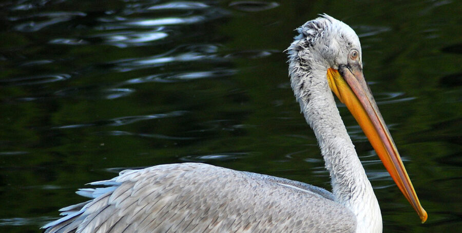 GET TO KNOW THE DALMATIAN PELICAN visual data 2