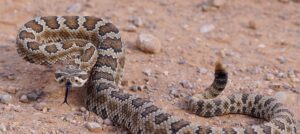 great basin rattlesnake