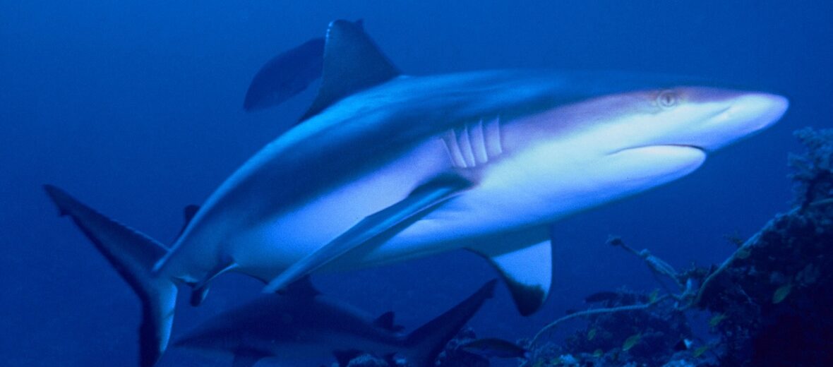 grey reef shark