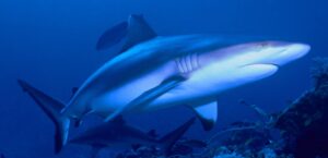 grey reef shark