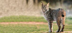 Iberian lynx