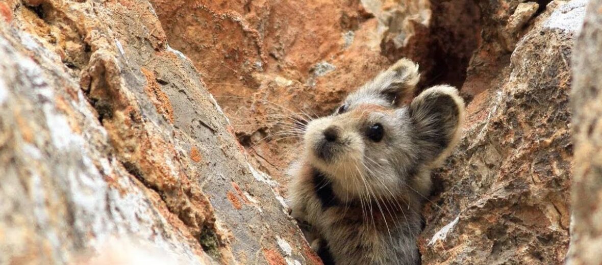 ili pika