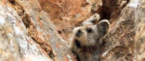 ili pika