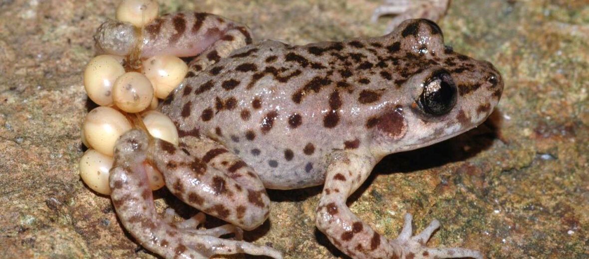 Majorcan midwife toad