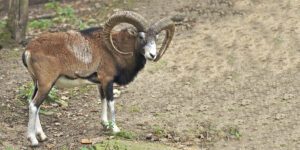 mouflon