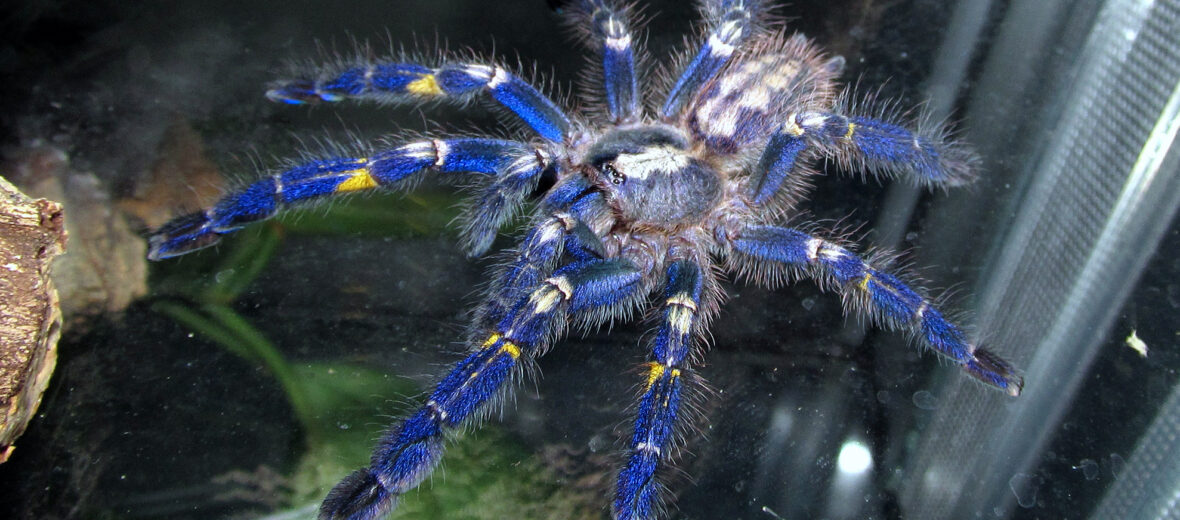 peacock tarantula