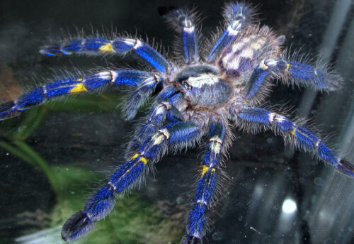 peacock tarantula
