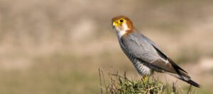 red-necked falcon