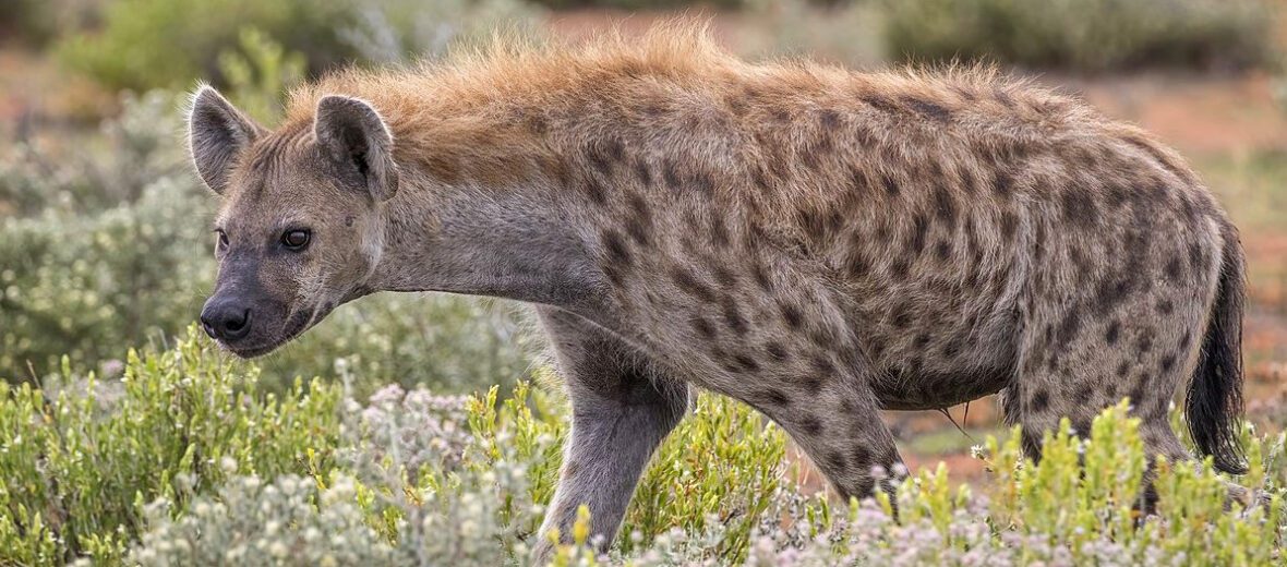 spotted hyena