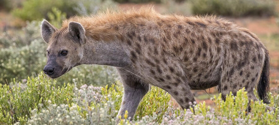 HYENA STATION  Hyena bubblegum | A Bushsnob out of Africa
