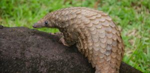 tree pangolin
