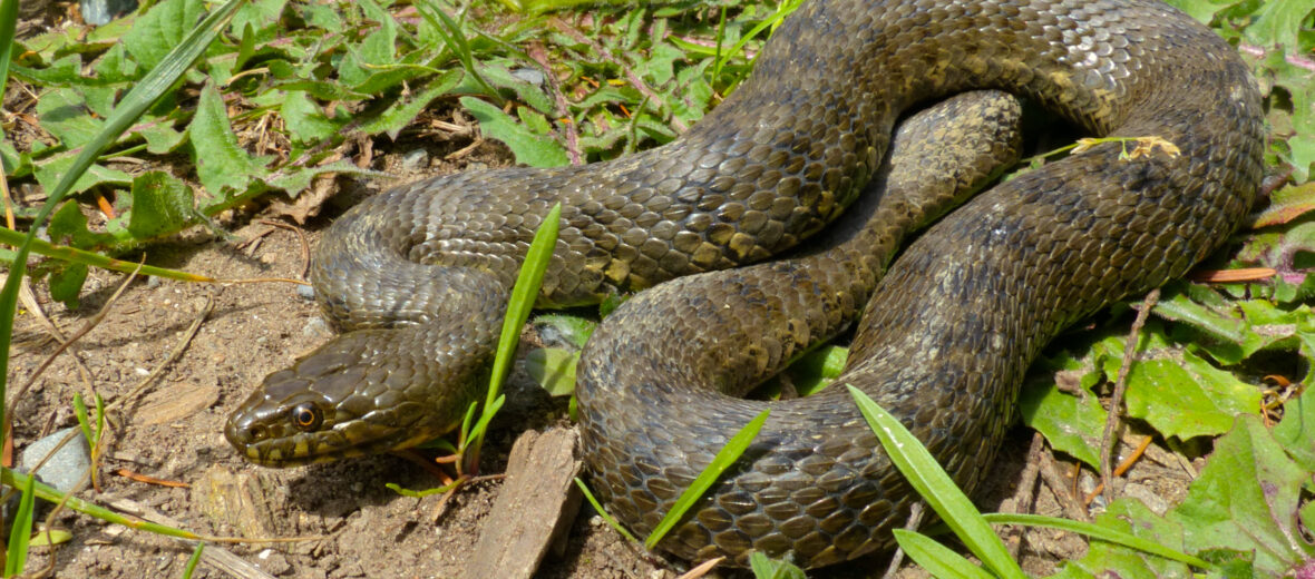 viperine snake