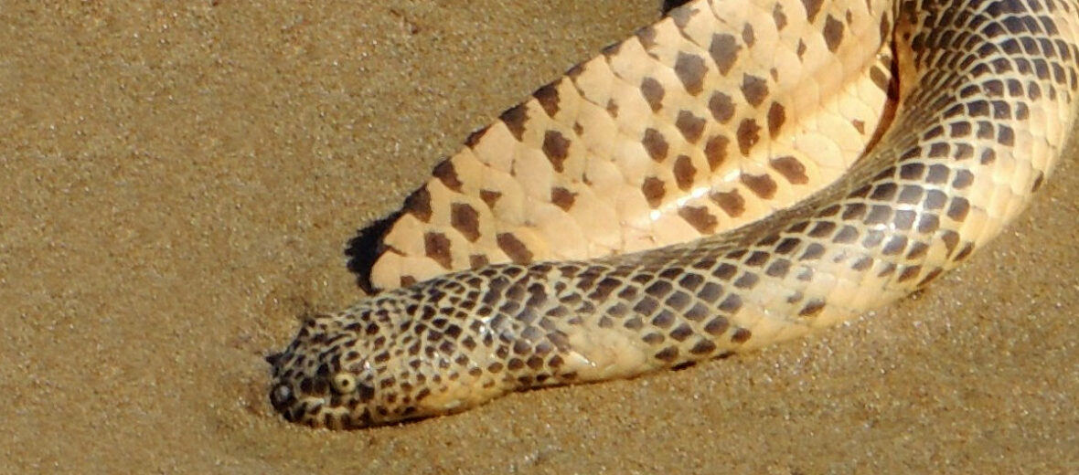 Dubois' sea snake