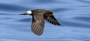 European storm petrel