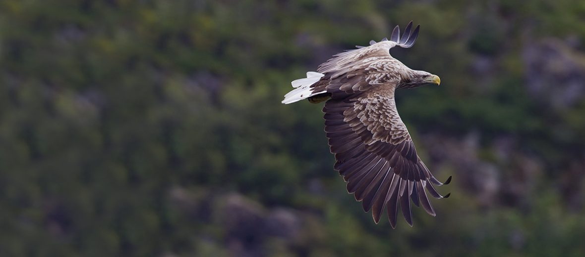 Eurasian white-tailed eagle