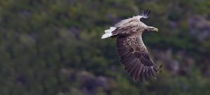 Eurasian white-tailed eagle