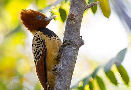 Kaempfer's woodpecker