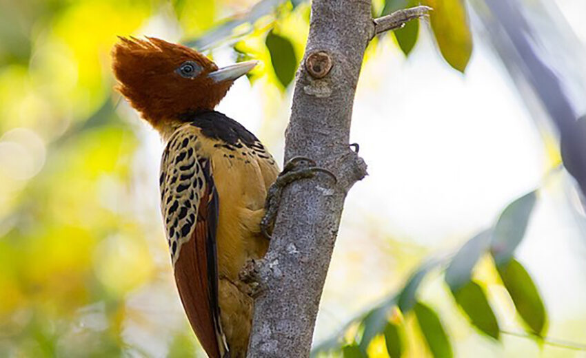 Kaempfer's woodpecker
