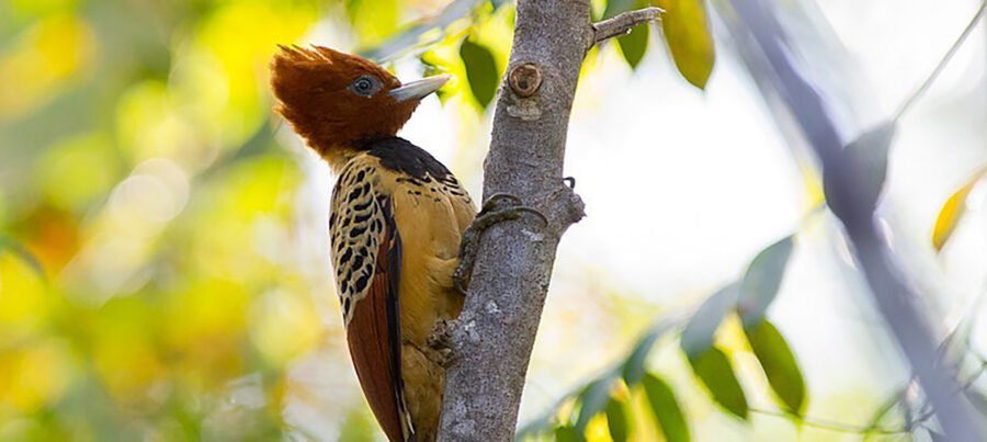 The Kaempfer's Woodpecker | Critter Science