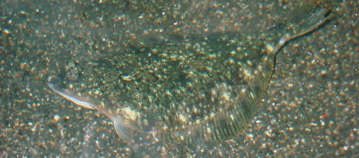 starry flounder