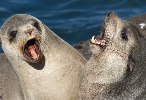 subantarctic fur seal