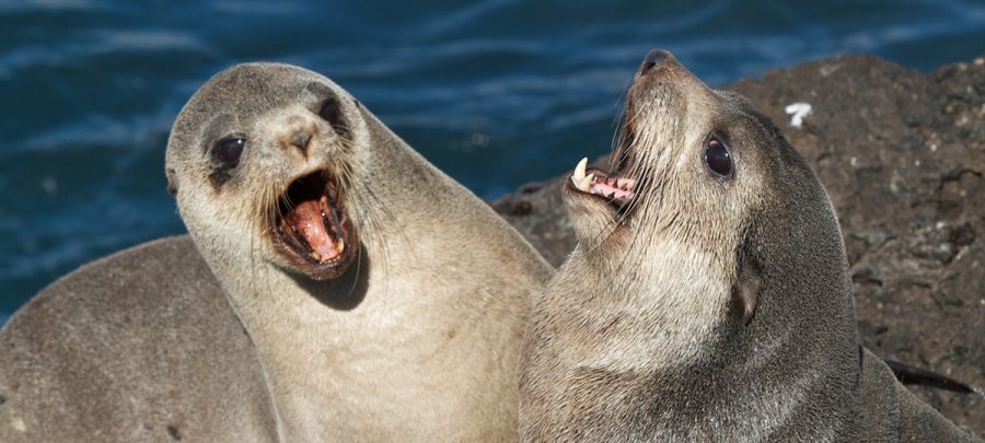 The Subantarctic Fur Seal | Critter Science