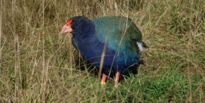 south island takahē