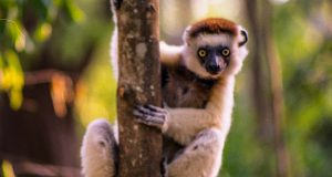Verreaux's sifaka