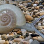 ammonite snail