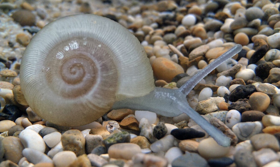 ammonite snail