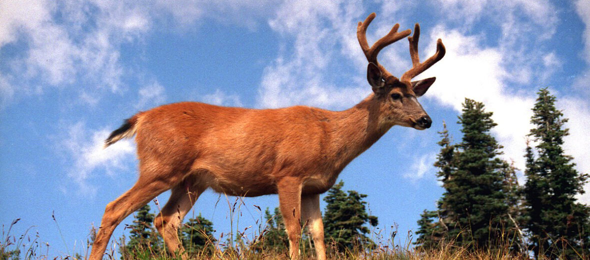 black-tailed deer