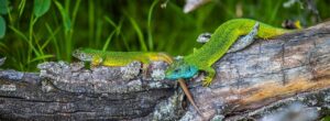 European green lizard