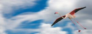 greater flamingo