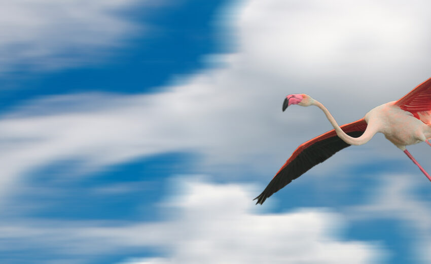 greater flamingo