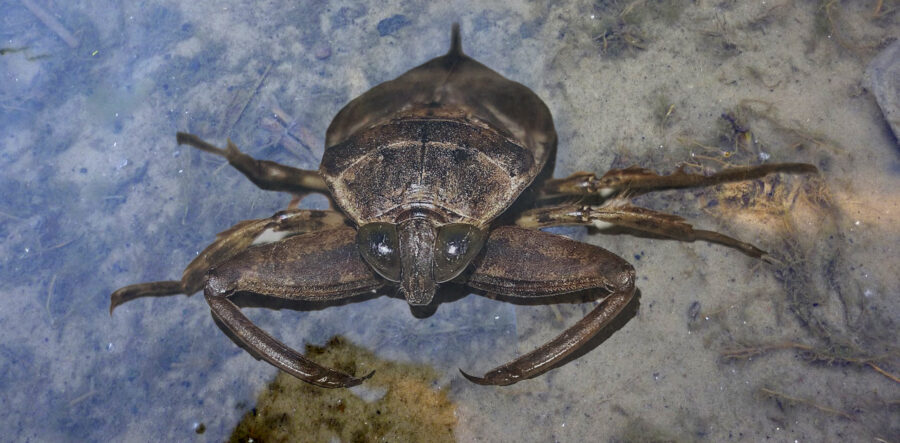 Unbelievable Water Bug Facts You Wont Believe About Pennsylvania - nuiuqp0