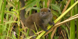 Lac Alaotra bamboo lemur
