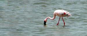 lesser flamingo