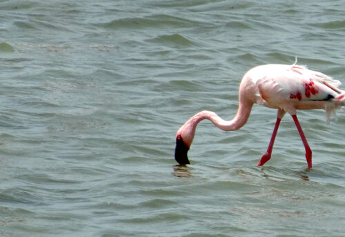 lesser flamingo