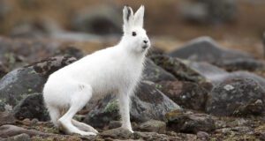 mountain hare