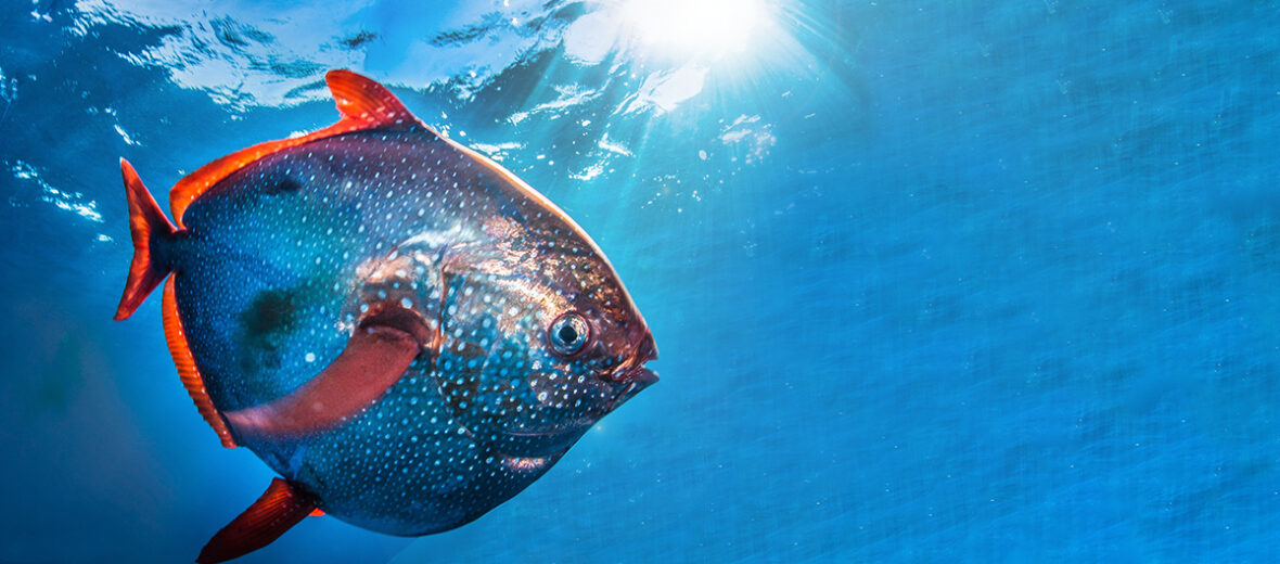 The Moonfish | Critter Science