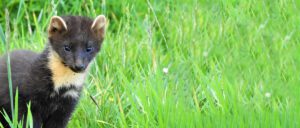 pine marten