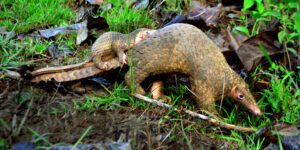 Philippine pangolin