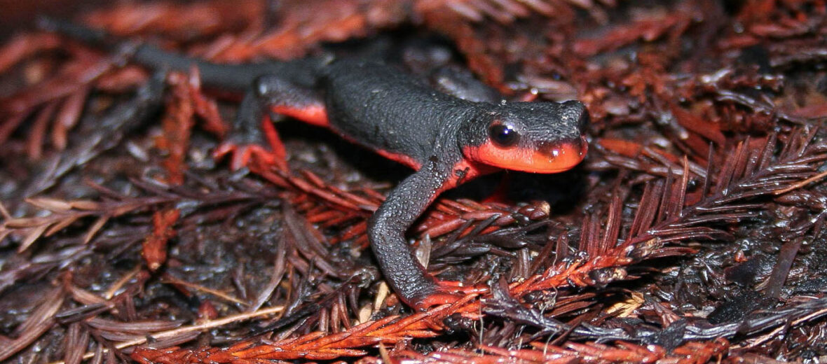 redbelly newt