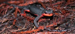 redbelly newt