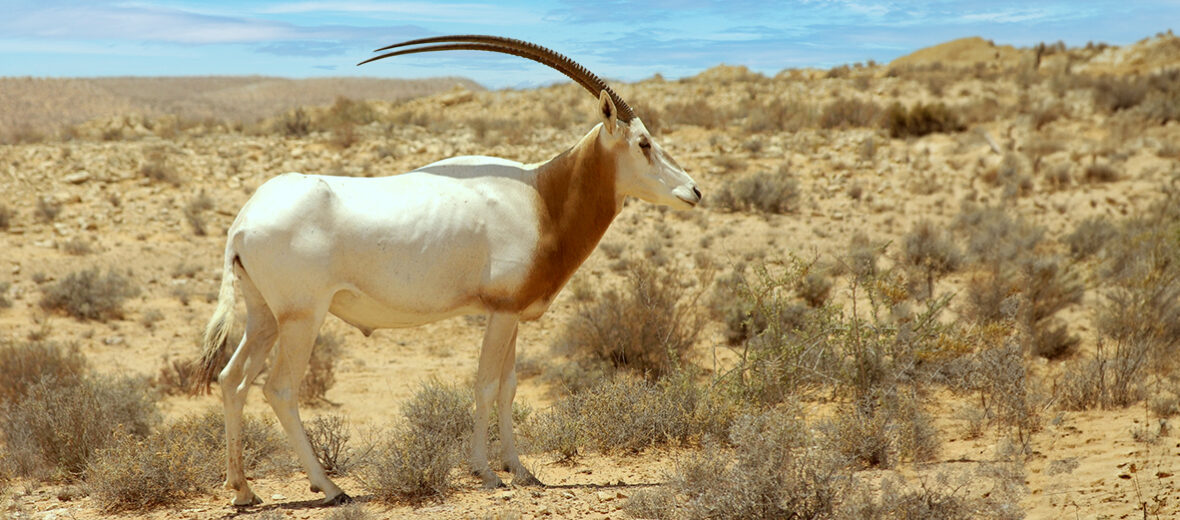 scimitar-horned oryx