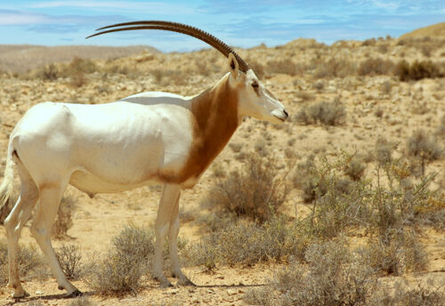 scimitar-horned oryx